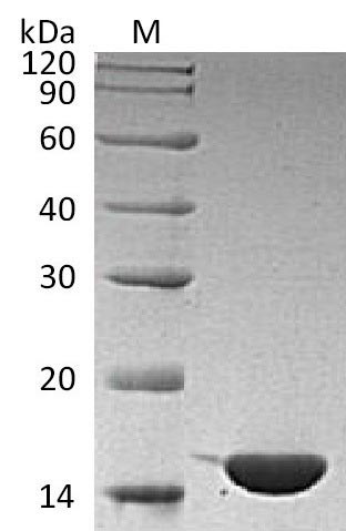 Interleukin-36 gamma (IL36G) (Active), human, recombinant