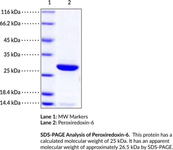 Peroxiredoxin-6 (human, recombinant)