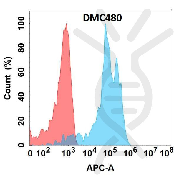 Anti-DDR1 antibody(DMC480), IgG1 Chimeric mAb