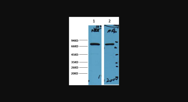Anti-HSP70, monoclonal