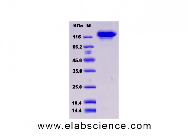 Recombinant Human HER3 / ErbB3 Protein (Fc tag)