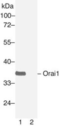 Anti-Orai1 (Orai1-L2)