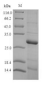 Thyroxine 5-deiodinase (Dio3), partial (170:U->missing), rat, recombinant