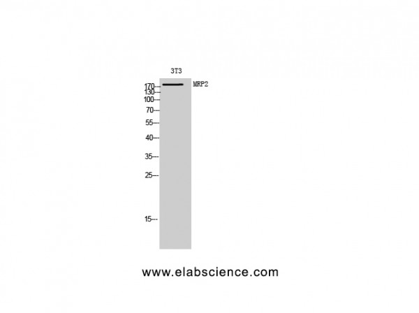 Anti-MRP2