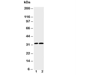 Anti-Caspase-3