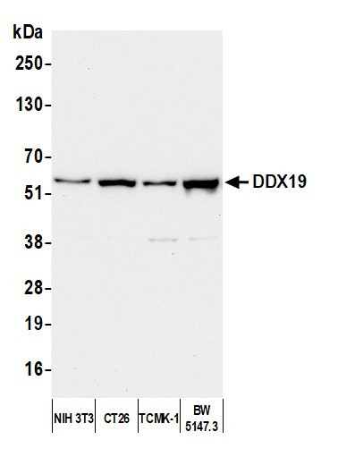 Anti-DDX19