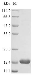 Beta-synuclein (Sncb), mouse, recombinant