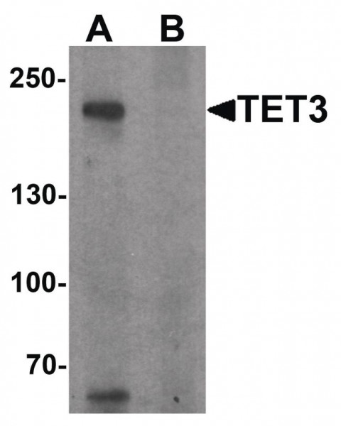 Anti-TET3