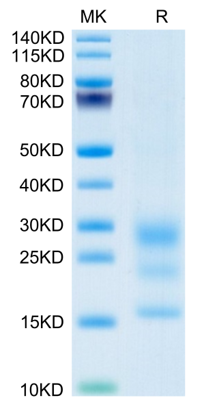 Mouse BST2 Protein