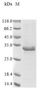 Oncostatin-M-specific receptor subunit beta (OSMR), partial, human, recombinant