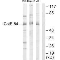 Anti-CSTF2