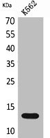 Anti-XCL1