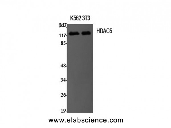 Anti-HDAC5