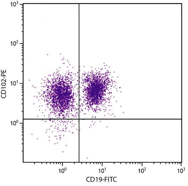 Anti-ICAM2 (PE), clone 3C4