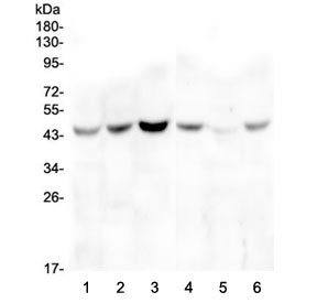 Anti-ZP3 / Zona pellucida glycoprotein 3