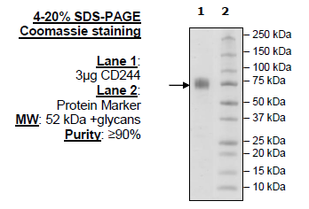 CD244, Fc Fusion (IgG1), Biotin-Labeled (Human)