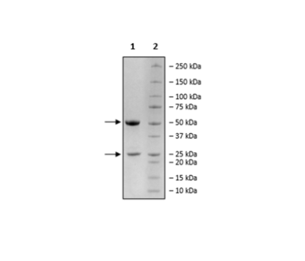 Anti-TGF beta Antibody (Fresolimumab)