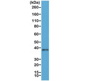 Anti-JAM-A / Junctional adhesion molecule 1, clone RM275 (recombinant antibody)