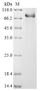 Complement C1s-1 subcomponent (C1s1), mouse, recombinant