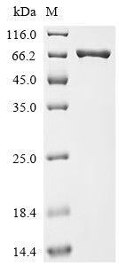 Na (+)/H (+) exchange regulatory cofactor NHE-RF3 (Pdzk1), mouse, recombinant