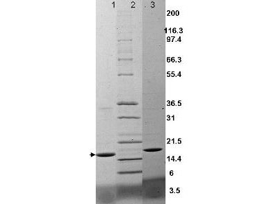 Tumor Necrosis Factor alpha, mouse recombinant (rmTNFa)