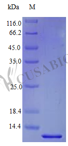 Probetacellulin [Cleaved into: Betacellulin protein (BTC), partial (Active), human, recombinant