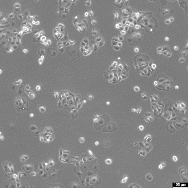 KLE Cells