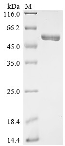 Delta-like protein 3 (DLL3), partial, Biotinylated, human, recombinant