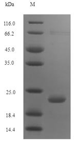 Antibacterial peptide PMAP-36 (PMAP36), swine, recombinant