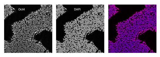 TCF/LEF StemBright(TM) Luciferase iPS Cell Pool (Wnt Pathway)