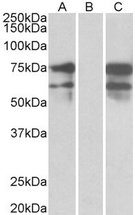 Anti-Neurexin 1, C-terminal