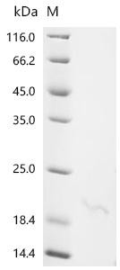 Alpha-defensin 24 (Defa24), recombinant mouse