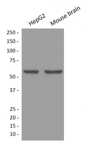 Anti-SLC7A11 / xCT