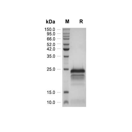 VEGF165 (E. coli-derived) Recombinant (Human)