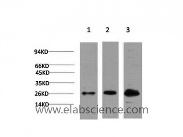 Anti-CBX3, clone 4F4