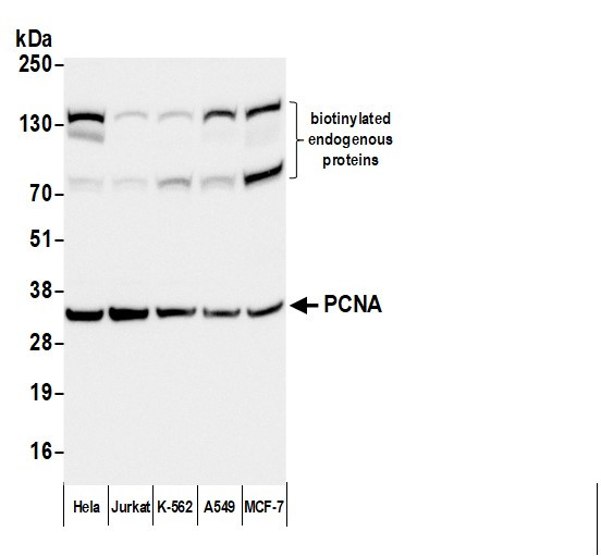 Anti-Mouse IgG-F(ab')2 Fragment, Biotin conjugated
