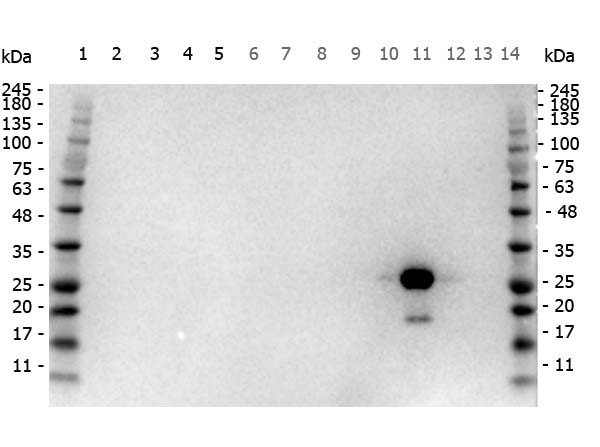 Anti-Green Fluorescent Protein (GFP), Horseradish Peroxidase conjugated