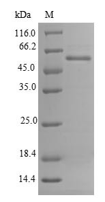 Renalase (Rnls), mouse, recombinant