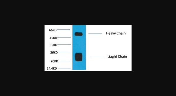 Anti-Rabbit IgG(H+L), monoclonal