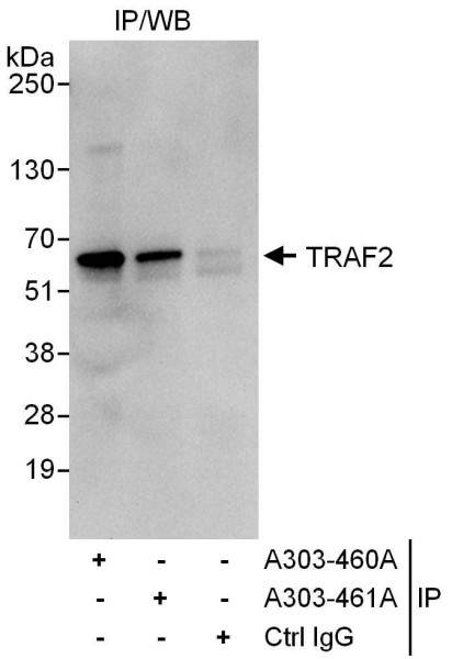 Anti-TRAF2