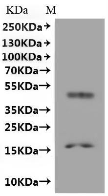 Probable formate transporter (fdhC)-VLPs, recombinant Methanobacterium formicicum