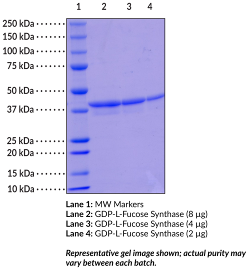 GDP-L-Fucose Synthase (human, recombinant)
