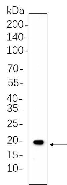 Anti-Recombinant Caveolin-1, clone 5B4