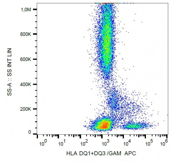 Anti-HLA-DQ1 + HLA-DQ3, clone HL-37