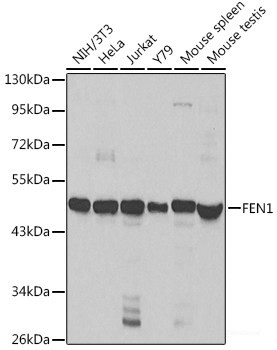 Anti-FEN1