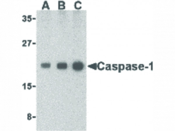 Anti-Caspase-1