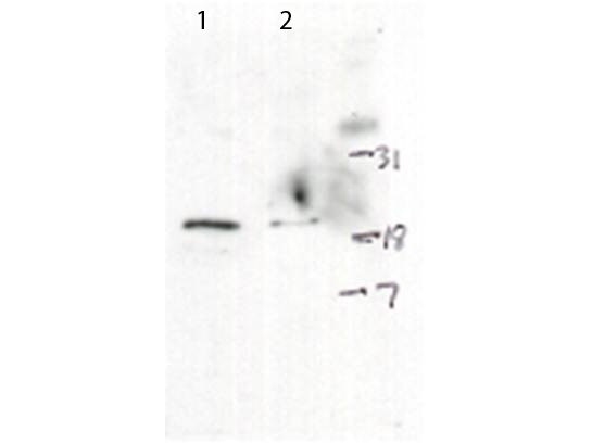 Anti-phospho-H2AX (Ser139)