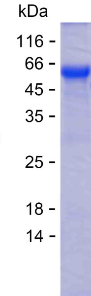 THPO (human), recombinant protein