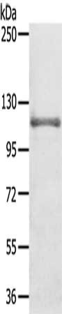 Anti-CNTROB