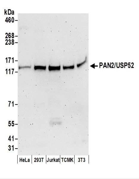 Anti-PAN2/USP52